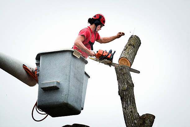 Best Utility Line Clearance  in Princeton Meadows, NJ